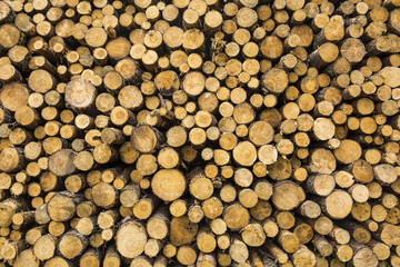 Ścięte drewno leżące w lesie. - obrazy, fototapety, plakaty