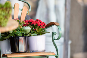 Decorative vibrant green grass with colorful flowers in the metal and ceramic buckets under the light standing on the wooden chair. Selective focus. Great home interior idea.