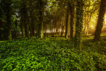 Plakat Magic foggy forest. Beautiful sunrise in morning forest