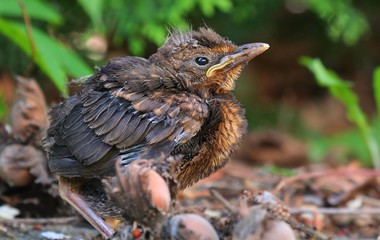Young baby bird sittin on the ground
