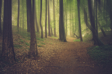 Fototapeta premium Magic foggy forest. Beautiful sunrise in morning forest