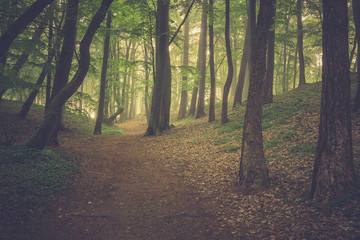 Magic foggy forest. Beautiful sunrise in morning forest