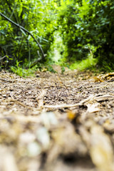 Hike trail with trees.