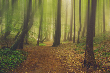 Obraz premium Magic foggy forest. Beautiful sunrise in morning forest