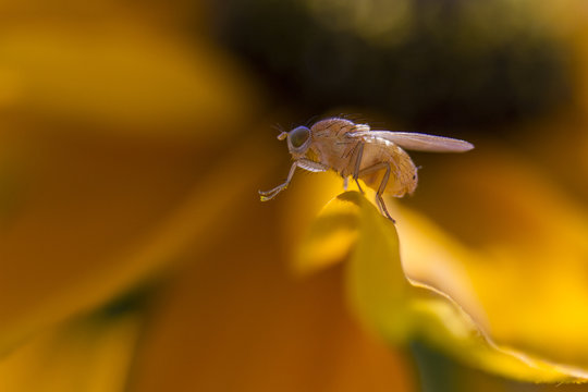 Fruchtfliege sitzt auf gelber Bl&uuml;te