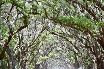 Spanish moss (Tillandsia usneoides) hanging from beautiful oak tree (Quercus)