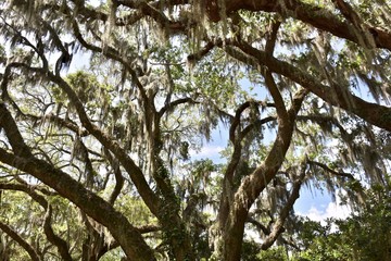 Spanish moss (Tillandsia usneoides) hanging from beautiful oak tree (Quercus)