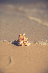 Summer beach with a starfish on a background. Summer beach background.