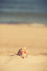 Summer beach with a starfish on a background. Summer beach background.