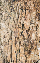 Wood surface for texture background. Pattern background concept.