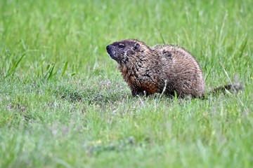 Groundhog (Marmota monax) also knows as a woodchuck in a grass field on a rainy spring day