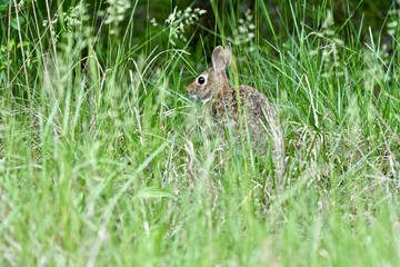 Naklejka na ściany i meble Maryland, USA wildlifeEastern Cottontail rabbit (Sylvilagus floridanus) sitting in tall grass in early spring