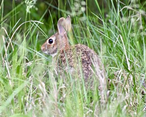Maryland, USA wildlifeEastern Cottontail rabbit (Sylvilagus floridanus) sitting in tall grass in early spring