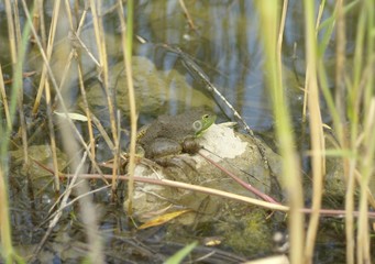 Frog in Pond