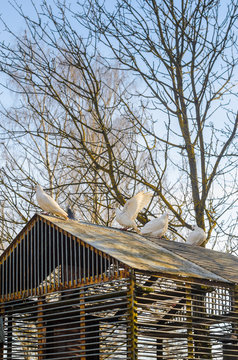 White pigeons on the roof of their dovecote. An old latticed dovecote from steel rods in the spring park at sunset.