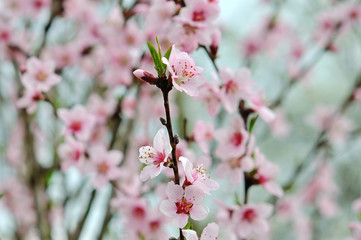 Fototapeta na wymiar Cherry blossoms over blurred nature background