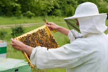 The beekeeper takes out from the hive honeycomb with bees. Apiculture.