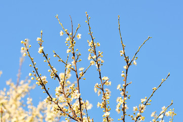 Cherry blossoms over blurred nature background