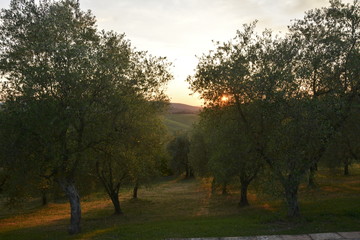 Sunset in Toscana behind olive trees