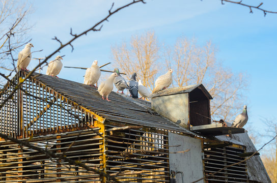 White pigeons on the roof of their dovecote. An old latticed dovecote from steel rods in the spring park at sunset.