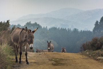 Paz en las Sierras