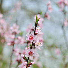 Cherry blossoms over blurred nature background