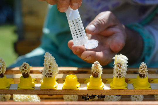 Wax cocoons of which have come out new queen beesKarl Jenter. Birth of Queen Bees. Apiculture.