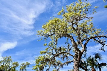 Oak tree (Quercus) with Spanish moss (Tillandsia usneoides)