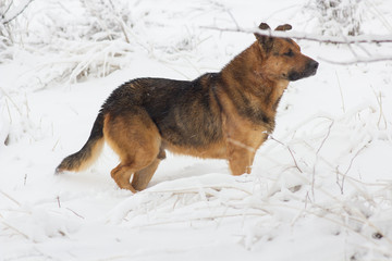 German shepherd dog in snow