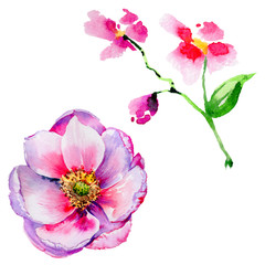 Wildflower tea rose flower in a watercolor style isolated.