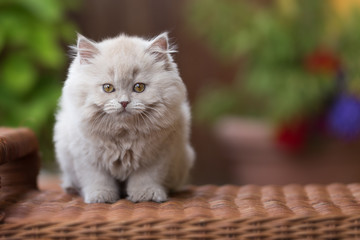 Bildschönes BLH Kitten in der seltenen Farbe fawn