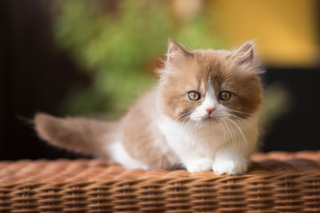 Babykater in cinnamon white, Britisch Langhaar Kitten