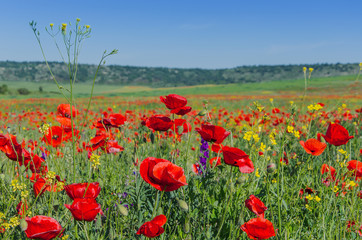 Obraz na płótnie Canvas Countryside with poppy