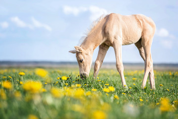 Palomino foal grazing grass on a pasture.