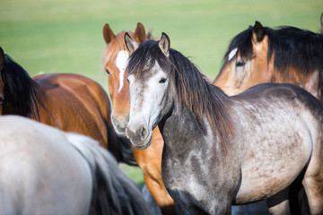 Fototapeta na wymiar Herd of horses.