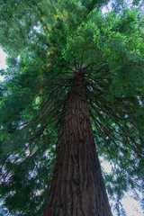 arbre sequoia