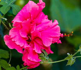 fleur rose camelia