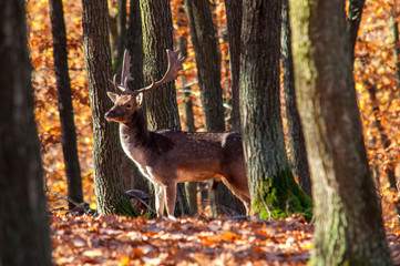 A deer standing in autumn in the woods among the trees - Brno, Czech Republic