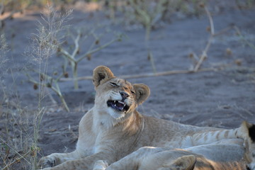 Naklejka premium Löwe