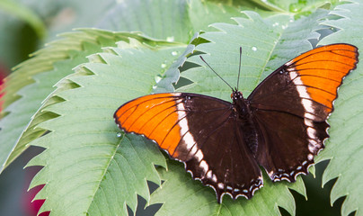 Fototapeta na wymiar papillon Siproeta brun