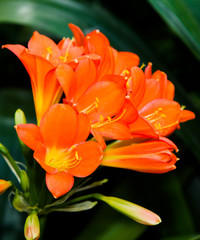 fleur orangé