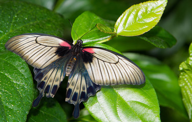 papillon gris