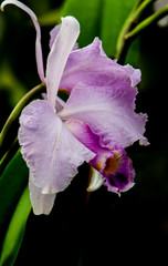 orchidé