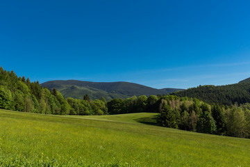 Summer landscape of young green forest with bright blue sky