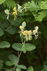 Lonicera caprifolium