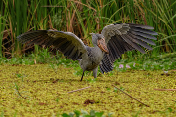 African Balaeniceps (Balaeniceps rex) is a large African bird from the order of the rocks, known especially because of its conspicuously shaped beak.