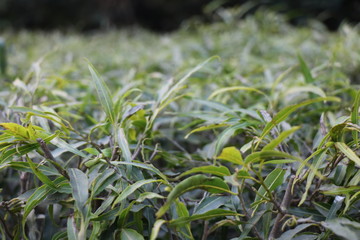 Obraz premium Prem amrit pics