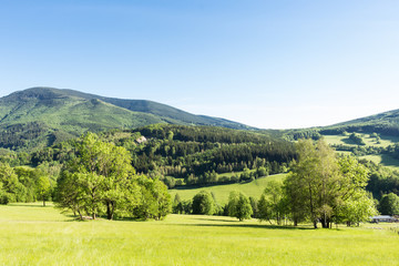 Summer landscape of young green forest with bright blue sky