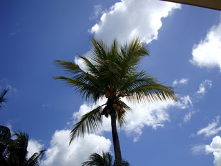 Cielo con nubes y palmera de coco en isla Mauricio