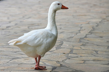 Goose strolling leisurely in the park